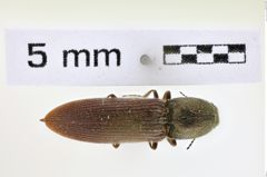 Foto (Dorsalansicht) von Limonius subauratus (NHMW-ZOO-COL-0008614)